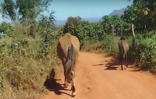 Comerciante é levado à delegacia após cavalo ser morto a tiros em propriedade rural de Livramento