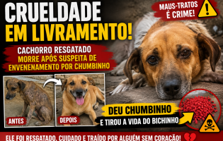 Crueldade em Livramento: cachorro resgatado morre após suspeita de envenenamento por chumbinho