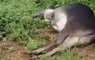 Garrote morre eletrocutado em cerca irregular e caso gera revolta na zona rural de Livramento de Nossa Senhora