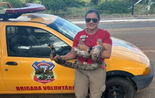 Brigadistas resgatam serpentes em Livramento de Nossa Senhora e Dom Basílio