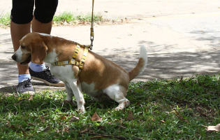 Problema cresce em Brumado: donos de animais deixam de recolher fezes nas ruas e moradores reclamam