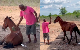 Cavalo debilitado se levanta após oração e vídeo repercute nas redes