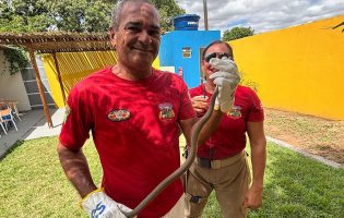 Cobra corre-campo é resgatada em Livramento de Nossa Senhora pela Brigada GASA