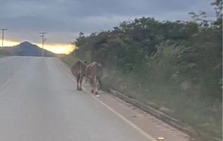 Animais soltos na BA-148 acendem alerta para risco de acidentes em Rio de Contas
