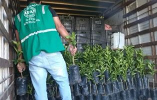 Adab apreende carga irregular de mudas cítricas no município de Tanhaçu