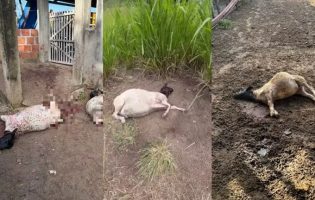 Treze ovelhas morrem após ataques de cães em propriedade rural no interior da Bahia