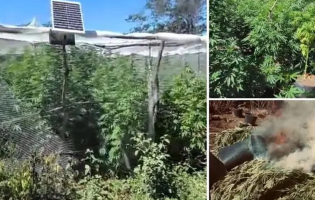 Operação policial destrói plantação com cerca de 900 pés de maconha na Chapada Diamantina