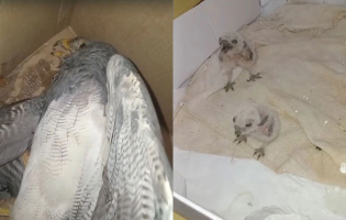 GASA resgata gato preso em poço por três dias e acolhe aves feridas na região