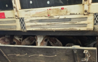 PRF encontra bezerros transportados em gaveta de caminhão na BR-116, em Vitória da Conquista