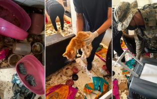 CENA DE MAUS-TRATOS! Gatos são resgatados de apartamento em condições degradantes em Salvador