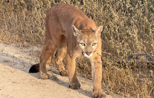 Onça-parda é devolvida à natureza após um ano de reabilitação em Vitória da Conquista