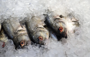 União Europeia analisa retorno das importações de pescados do Brasil