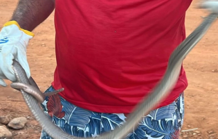 GASA captura cobra corre-campo encontrada em veículo em Livramento de Nossa Senhora
