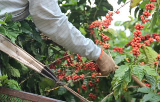 Rio de Contas vai receber a 2ª edição do Encontro de Cafeicultores da Chapada Diamantina