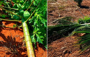 Moradora denuncia destruição de plantação familiar em Livramento de Nossa Senhora