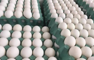 É fake! Anvisa desmente boato sobre ovos feitos de plástico ou petróleo e faz alerta aos consumidores